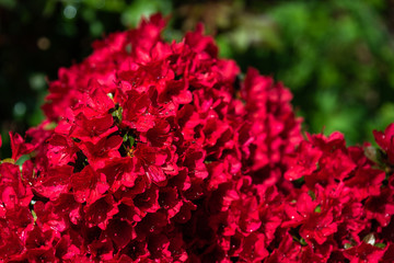 Fototapeta premium Red azalea blooming after a rainstorm, raindrops shining in the sun 