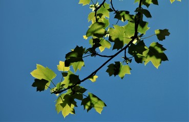 新葉のイメージ