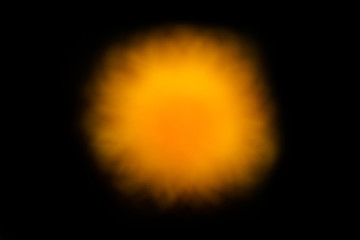 Dandelion clock in morning sun.