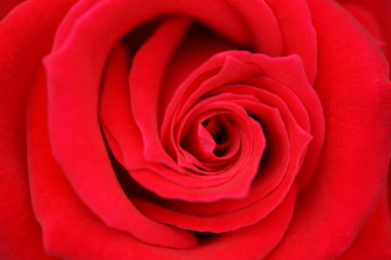 Roses have begun to bloom in the park where I am always walking