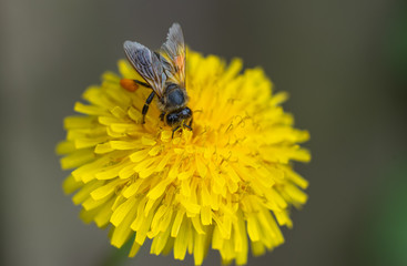 Honey bee collecting nectar from dandelion flower.