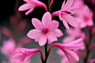 Fototapeta premium ワトソニア