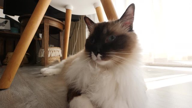 A nice ragdoll birman cat laying down on the floor, with a backligt sunbeam (3)
