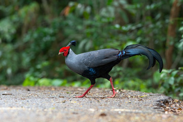 Male of Siamese fireback ,The most beautiful chicken