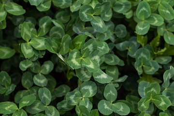 Clover leaves.