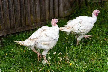 White turkey.