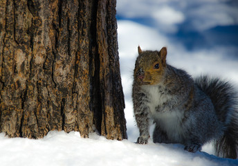 squirrel in the snow