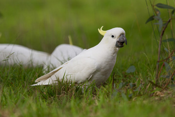 Close up of Cockatoo in the Grass