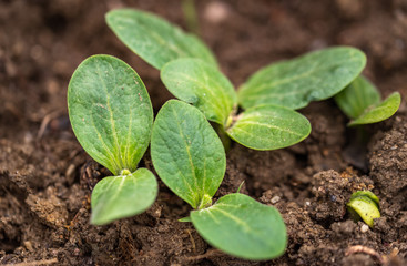 Fresh green seedlings. Cultivate, gardening.