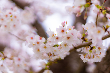 桜