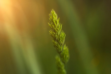 Nature Background with Grass