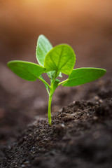 Close up of young plant sprouting from the ground with green bokeh background.