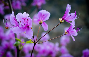 Beautiful flowers in the Spring