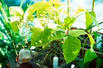 Typhonium flagelliforme  or 