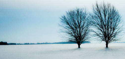 trees in the snow