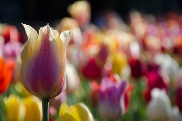 Tulips Garden