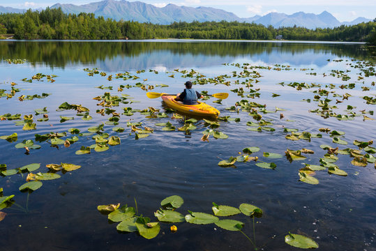Teenage boy paddles canoe in lily pad-covered lake near Palmer Alaska.