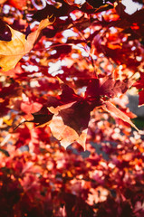 autumn leaves background