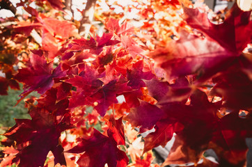 autumn leaves background