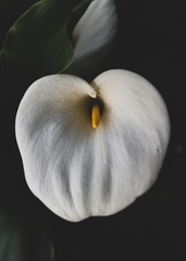 white calla lily