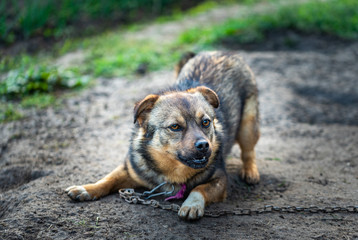Angry dog.