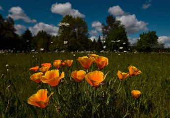 field of tulips