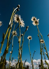 dandelion against blue sky