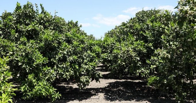 Mandarin trees with blossoms on plantation