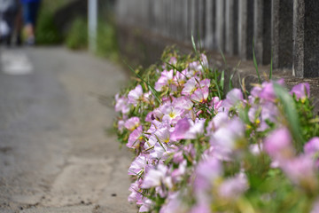 Obraz premium 花 (Flower)