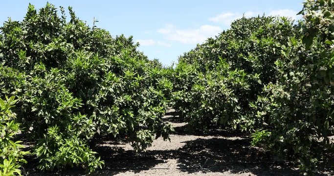 Mandarin trees with blossoms on plantation