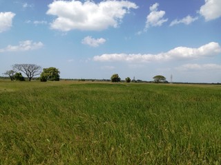 Fototapeta premium green field and blue sky