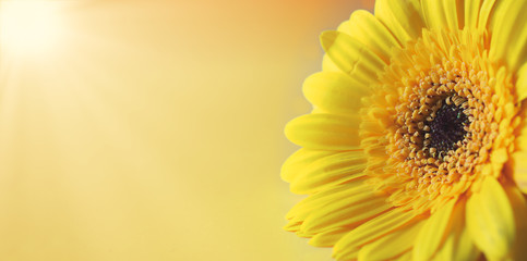 Extreme close up of a yellow gerbera, on a light yellow background. Panorama view with copy space. Horizontal, matte finish