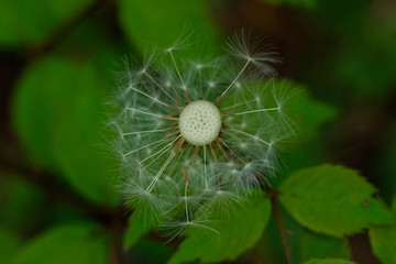 綿帽子。春の野のタンポポ。Dandelion seeds on green grass in a deep forest.