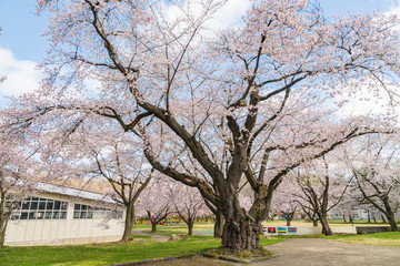 Obraz premium spring in the park