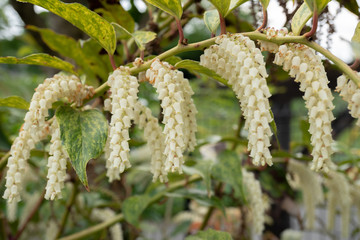 セイヨウイワナンテン