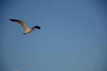 seagull in flight