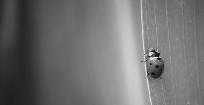 Close-up Of Lady Bug On Leaf