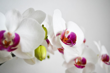 Fototapeta na wymiar Close-up Of White Orchids Blooming Outdoors