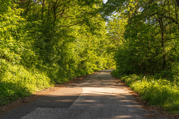 Obraz premium Fresh spring green in the Monticolo forest in the municipality of Appiano in Italian South Tyrol.
