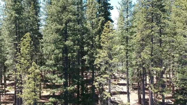 pinecrest dronie reveals the many trees of the Stanislaus National Forest