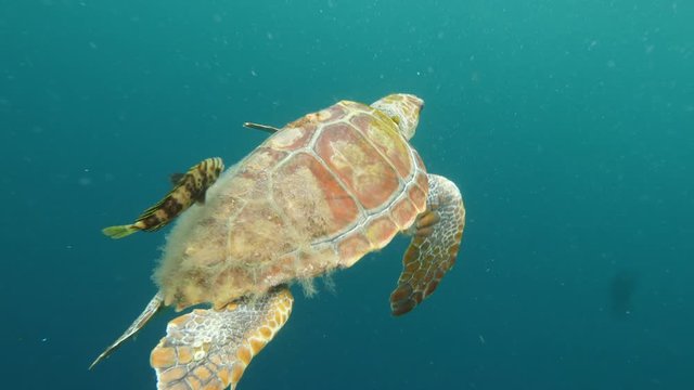 Sea turtle swimming along fish in blue sea, person filming marine wildlife in ocean - Azores, Portugal
