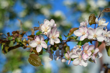 beautiful branch of a blossoming apple tree in spring