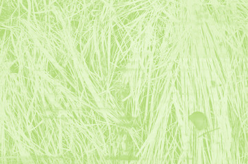 abstract light green background with copy space for design
