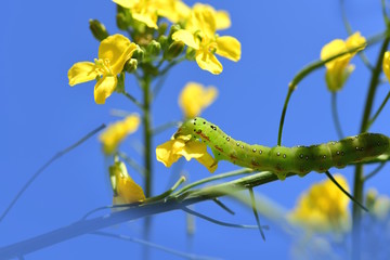 アオモクメキリガの幼虫。つぼみ菜の花芽が特にお気に入り。食欲旺盛。昆虫素材