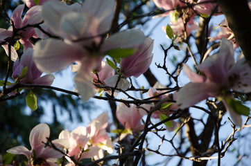 pink magnolia tree