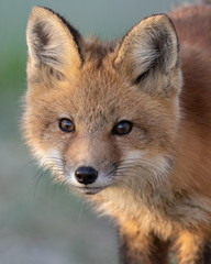 Naklejka na ściany i meble Red fox kit (Vulpes vulpes)