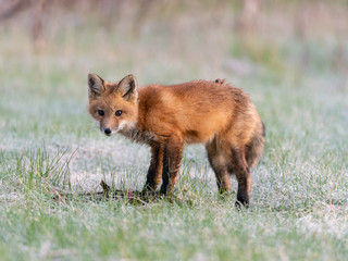 Red fox kit