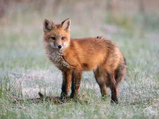 Red fox kit (Vulpes vulpes)