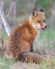 Red fox kit