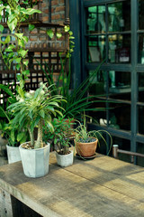Decorate Cactus and green plant pot on wooden table and tree climbing outside restaurant covered nature with sun light